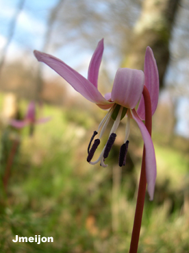 Erythronium dens-canis 2 x.jpg